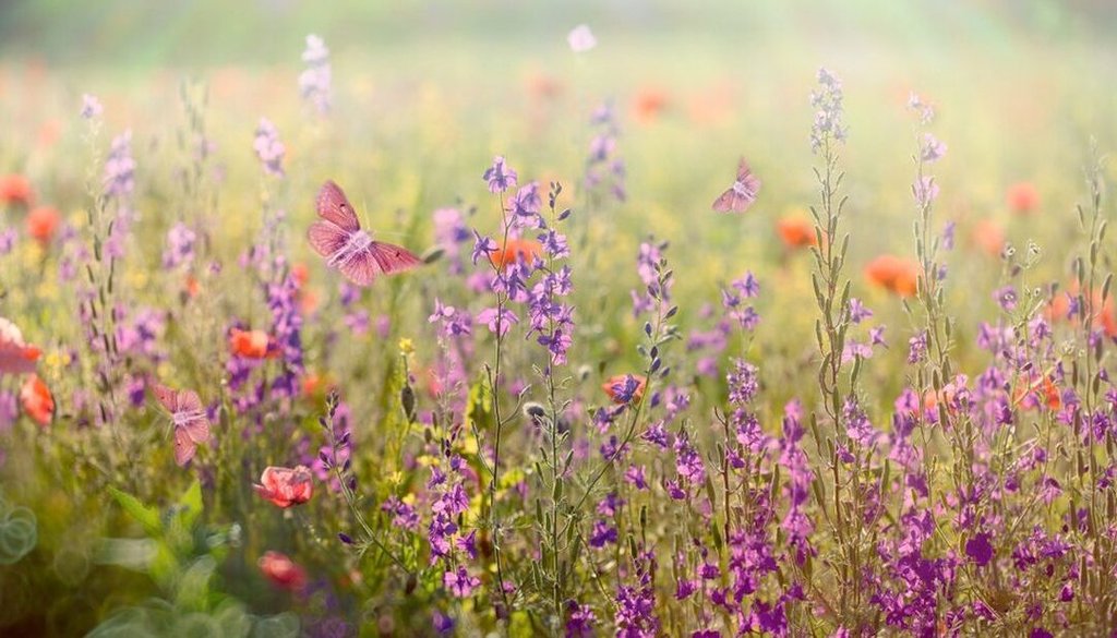 pece-o-zelen-1080x618