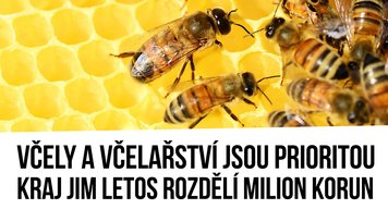 Včely a včelařství jsou prioritoi, proto je letos kraj podpoří milionem korun