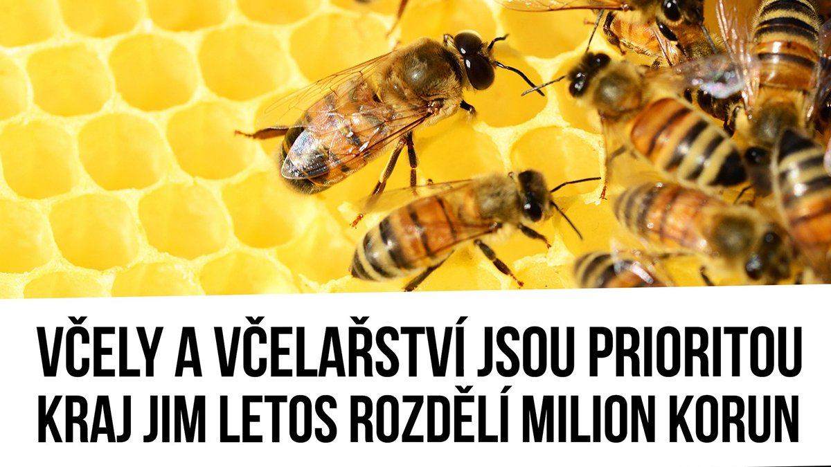 Včely a včelařství jsou prioritoi, proto je letos kraj podpoří milionem korun